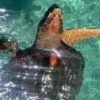 tortugas en el oceanario islas del rosario